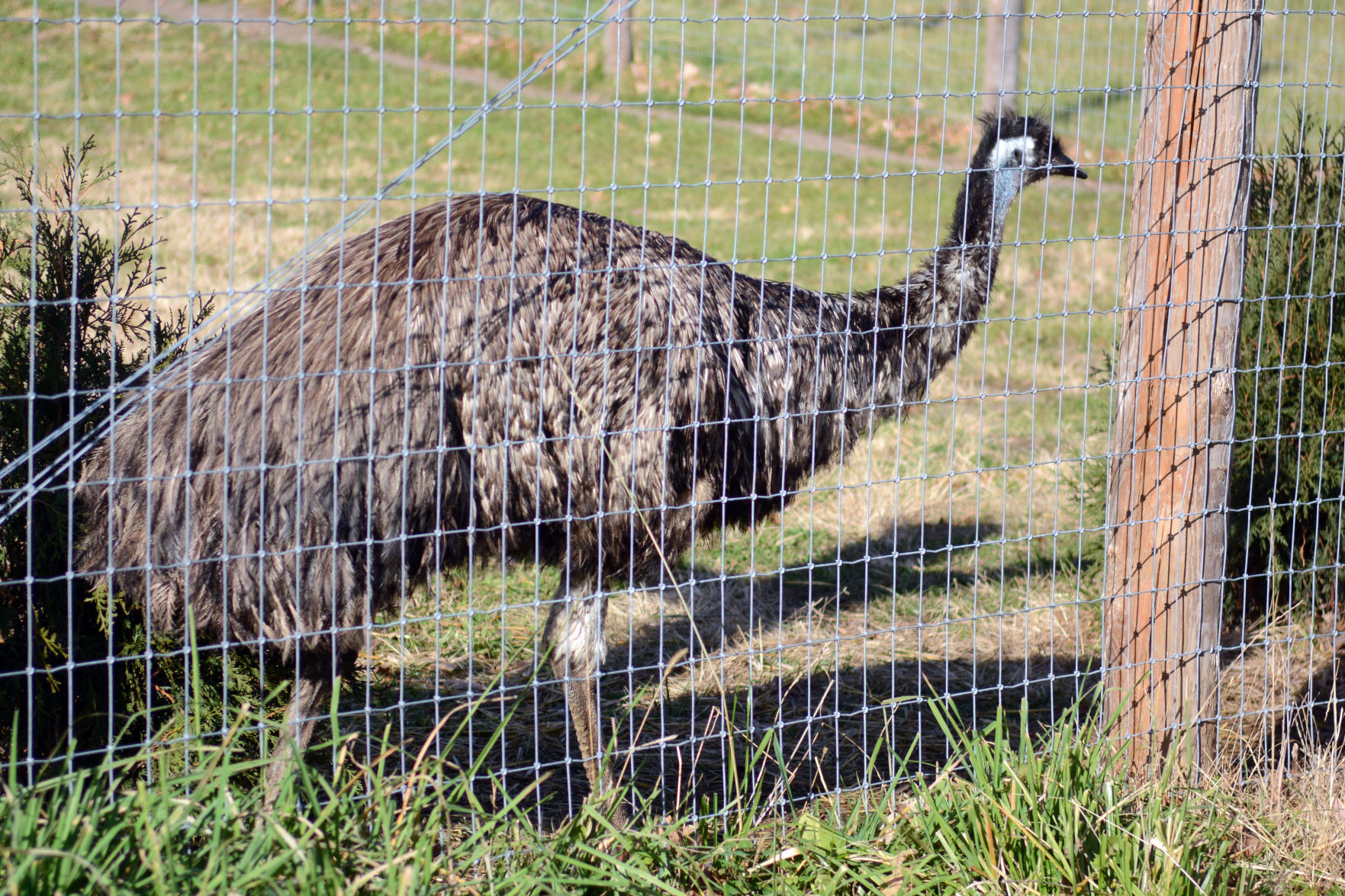 Scenes from Baraboo's Ochsner Park Zoo, Nov. 7, 2020